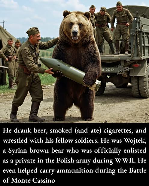 Wojtek carrying shell